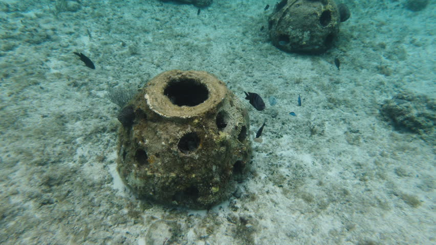 Tropical fish swimming along man made coral reefs in clear water