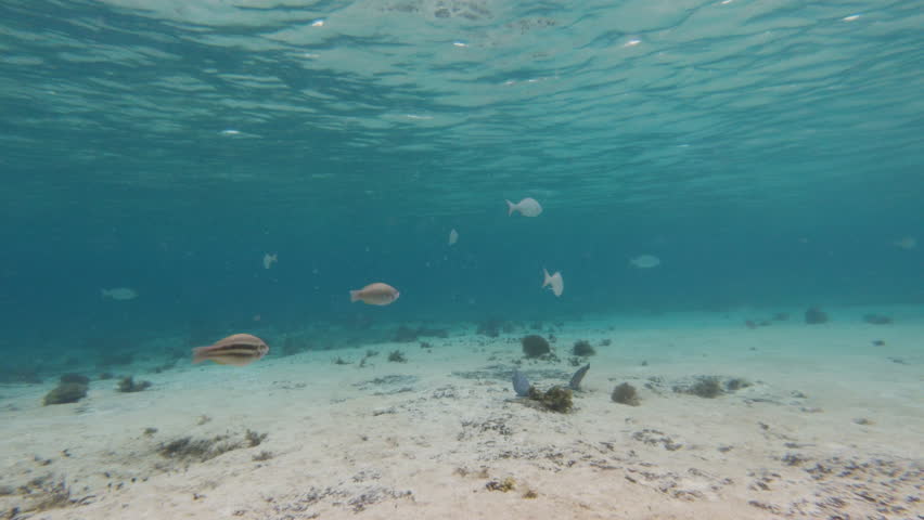 Divers POV looking around at dozens of tropical fish in clear blue water