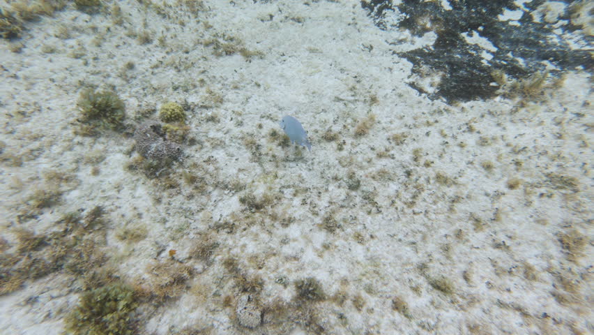 Silver tropical fish swims along ocean floor eating