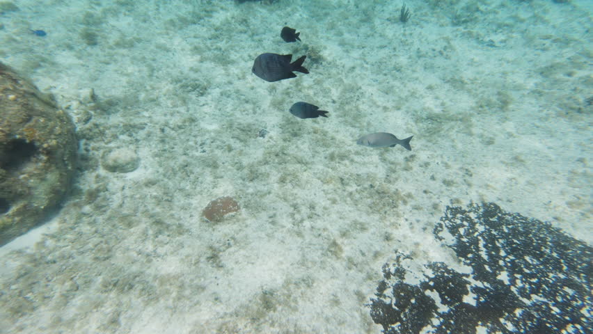 Three tropical fish swim together alongside man made coral reef