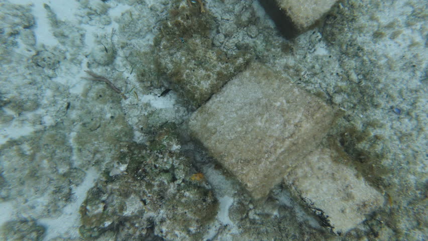 Dozens of small tropical fish swimming among blocks of concrete in clear water