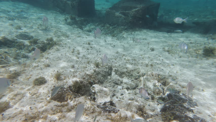 Dozens of small tropical fish swimming in clear water