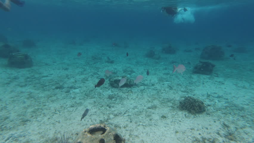 Tropical fish swimming on ocean floor and snorkeler swimming along surface in blue water