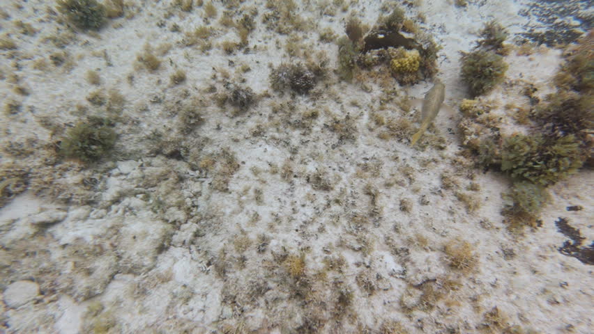 Grouper fish swimming along sandy ocean floor in clear water