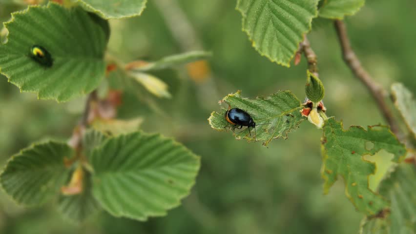 Beetles on green leaves. Beetles gnaw the leaves. Video clips. Royalty-Free Stock Footage #1104361001