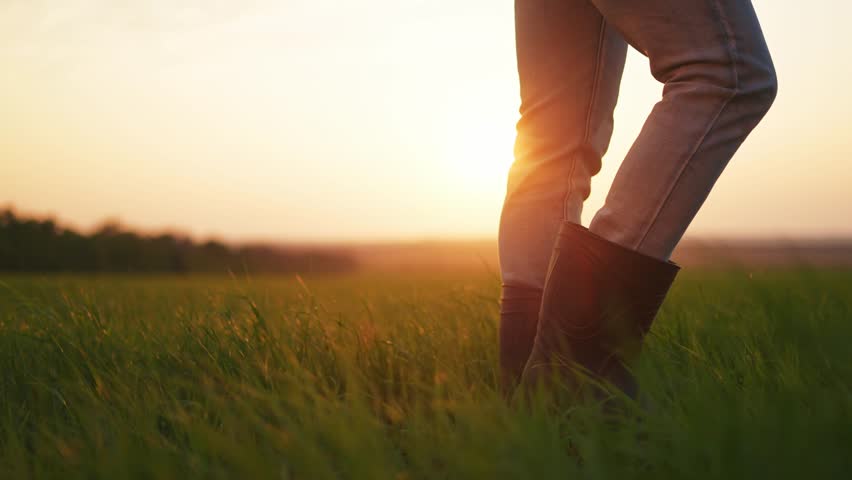 agriculture. farmer feet in boots walks through a green field of wheat. business agriculture concept. close-up of legs farmer walking on green sprouts of wheat in the field at lifestyle sunset Royalty-Free Stock Footage #1104361039