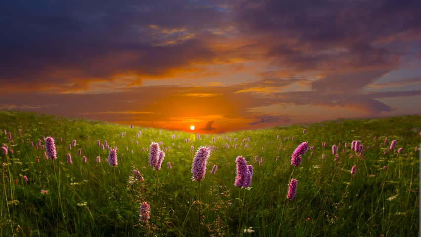 green prairie with wlowers at the sunrise time lapse scene Royalty-Free Stock Footage #1104361353