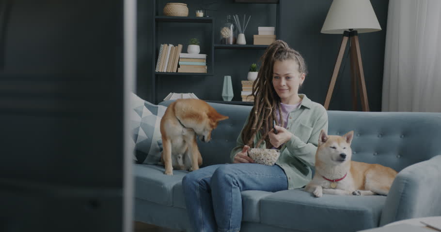 Youg woman watching TV and stroking cute shiba inu dogs smiling sitting on couch at home. Mass media and domestic animals concept.