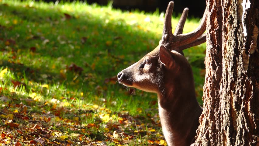 portrait visayan spotted deer (rusa alfredi) in wild 