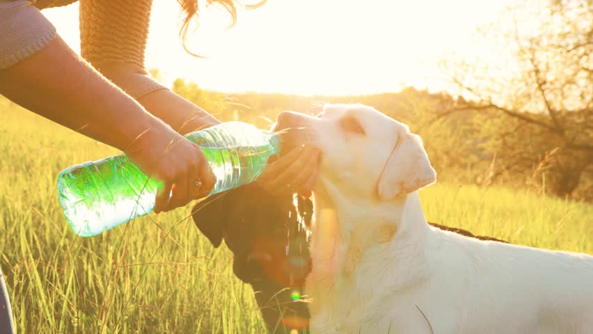 Sunrise Hydration A person and their loyal labrador starting their day right by drinking water together as the sun rises on the horizon.