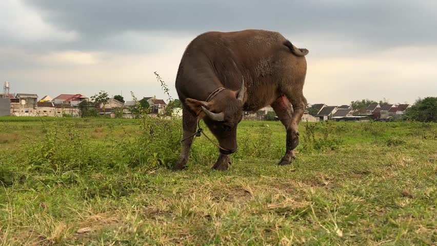 big buffalo in green field