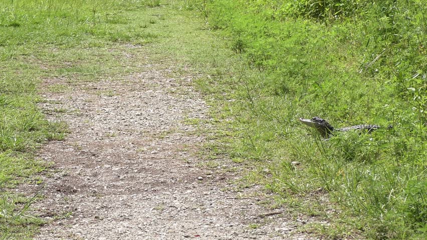 Young Alligator Crossing a Trail in Florida Park.