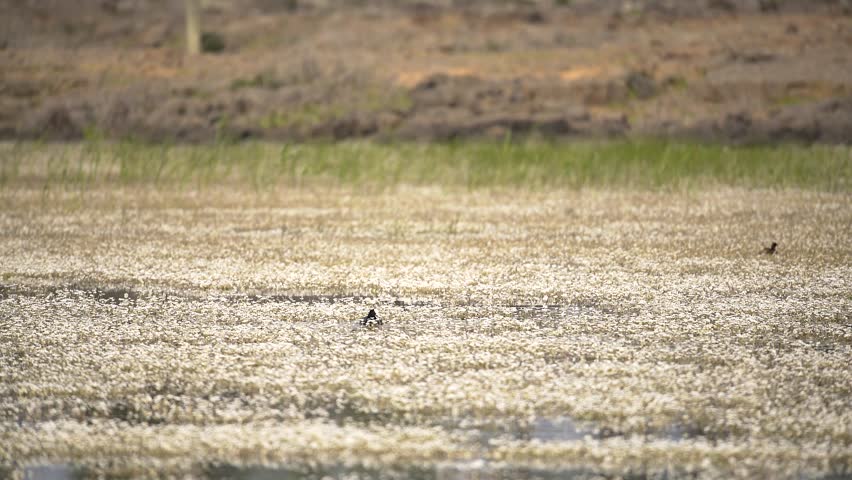 Black aquatic coot bird alone on the lake surface in a wetland covered with flowers and mossy plants. Royalty-Free Stock Footage #1104369665