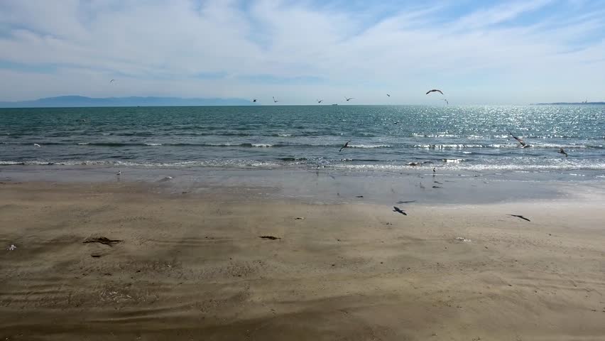 Aerial view of seagulls on wide and long sea beach of unmanned seaside.