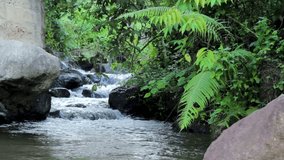 calm nature scene of river, water flow between the beautiful rocks in natural rainforest.