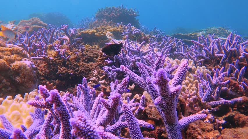 Lemonpeel angelfish black and blue damselfish threadfin butterflyfish swimming around in and out of the blue lavender finger branching Staghorn corals close up view with shining sunlight hue ray  | Shutterstock HD Video #1104371681