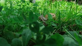 A big snail crawls in the garden, close-up. Macro video Helix Aspersa snail crawling in the green grass. Wildlife in human habitat.