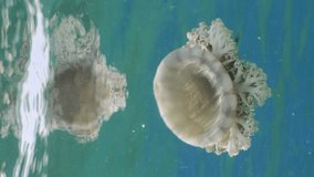 Vertical video, Close-up of Upside Down Jellyfish (Cassiopea andromeda) swims under surface of water reflected in it on bright sunny day in sunbeams, slow motion