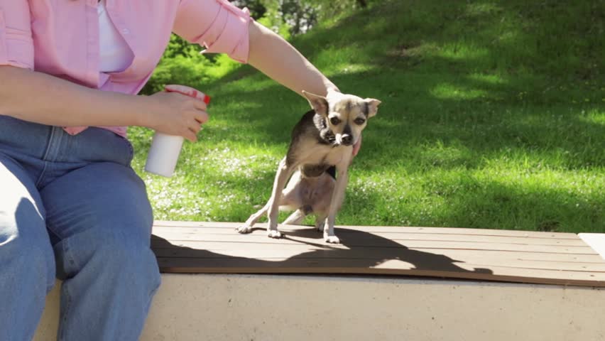 dog tick treatment, the owner treats the dog from ticks and fleas in the park with grass in spring