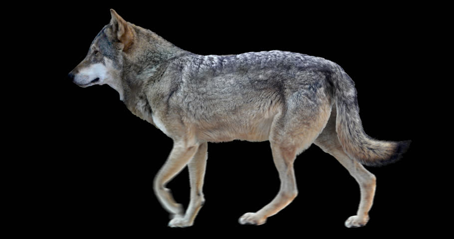 Wolf Walks. Animation Isolated and Stock Footage Video