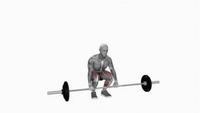 Barbell clean deadlift fitness exercise workout animation male muscle highlight demonstration at 4K resolution 60 fps crisp quality for websites, apps, blogs, social media etc.