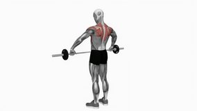 Barbell wide grip Upright Row fitness exercise workout animation male muscle highlight demonstration at 4K resolution 60 fps crisp quality for websites, apps, blogs, social media etc.