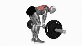 Barbell push bent over row fitness exercise workout animation male muscle highlight demonstration at 4K resolution 60 fps crisp quality for websites, apps, blogs, social media etc.