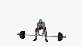 barbell sumo deadlift fitness exercise workout animation male muscle highlight demonstration at 4K resolution 60 fps crisp quality for websites, apps, blogs, social media etc.