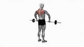 Barbell Upright Row fitness exercise workout animation male muscle highlight demonstration at 4K resolution 60 fps crisp quality for websites, apps, blogs, social media etc.