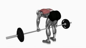 Barbell pendlay row fitness exercise workout animation male muscle highlight demonstration at 4K resolution 60 fps crisp quality for websites, apps, blogs, social media etc.