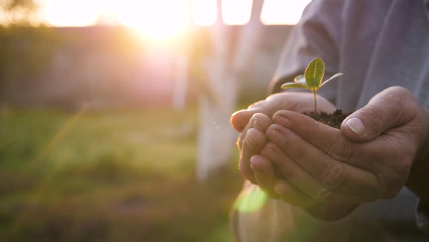 Hands palms of farmer gardener together hold fertile mud soil with young green tree sapling. Growth spout and agriculture. Against warm rays sunset on spring evening. Caring for new life in nature Royalty-Free Stock Footage #1104381481