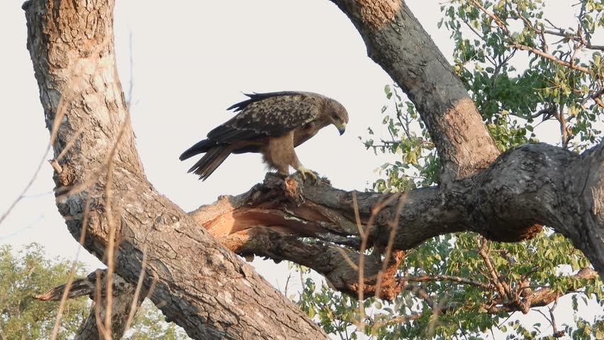 Hawk or vulture bird grasps prey on tree branch in Kruger National Park, South Africa