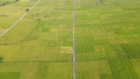 Aerial view of organic crop of paddy on the large rice field. Nanggulan rice fields, Kulon Progo, Yogyakarta, Indonesia. Scenery of rice field taken from drone camera - 4K drone shot