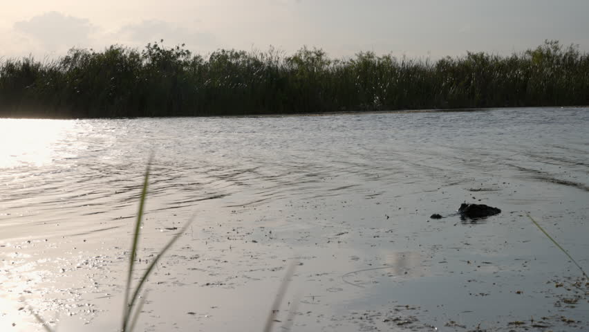 Alligator snapping in river water - dangerous animals