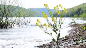 Lake shore waves with flowering plant in the for-ground 4k resolution video