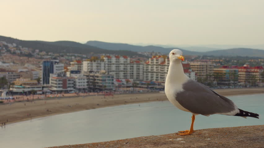 Resting Seagull On Stone Wall With Beachfront Cityscape Background