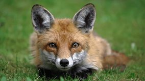 footage of adorable red fox closeup resting on grass. epic shot of a cute red fox closeup sitting in the forest