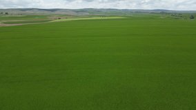 Wheat field shooting in wide field with drone. 4K 60Fps Video. Grassland harvest sky landscape