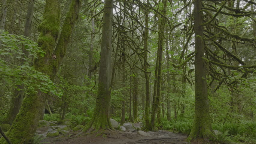 Flying through the trees that line the forest floor in Lynn Canyon Vancouver