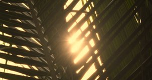 Cinematic scene nature video coconut leaf stalks sunset summer sunshine background. High quality footage 4K DCI ProRes422