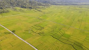 Beautiful landscape of Nanggulan rice field. Fly over beautiful green rice field. Beauty of earth. 4K Aerial drone view - Kulon Progo, Yogyakarta, Indonesia