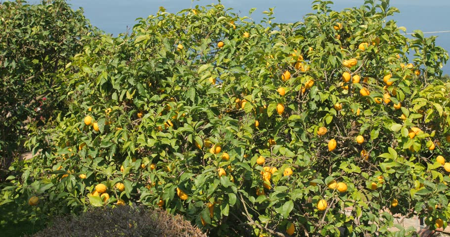 Lush Lemon Tree Growing On The Island Of Capri On Sunny Day In Italy. Close up Royalty-Free Stock Footage #1104389207