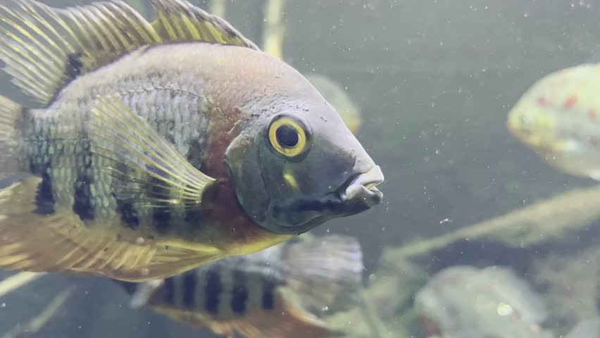 Red keel eye spot cichlid swims with several other fish in murky water | Shutterstock HD Video #1104389405