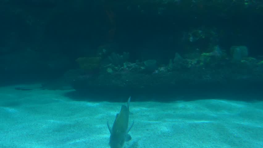 Bonnethead Shark swimming in coral reef