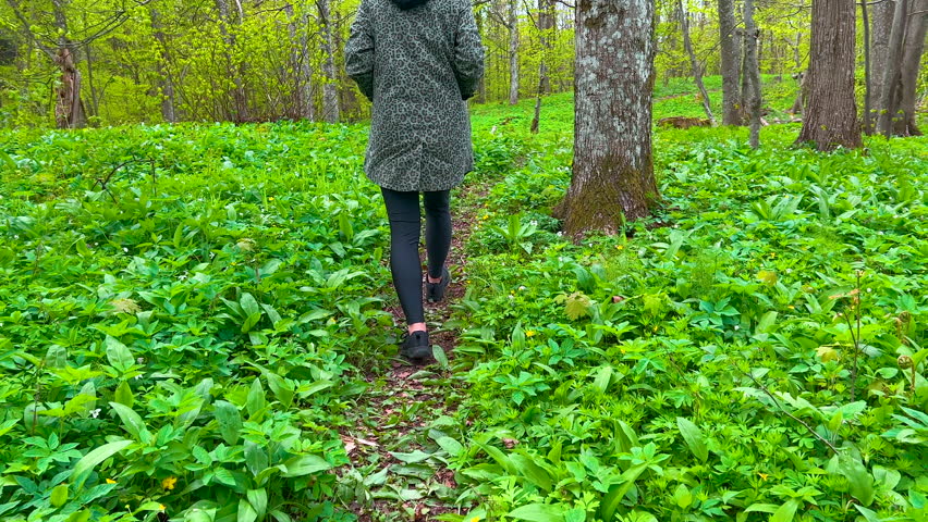 A woman walks along a narrow path in a green forest in springtime