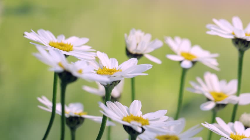 Daisies flowers closeup, sunlight, summer, holiday, congratulations, good mood  | Shutterstock HD Video #1104406287