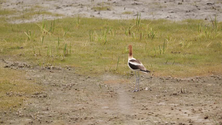 The American avocet (Recurvirostra americana) is a large shorebird that lives in the waters of North America.