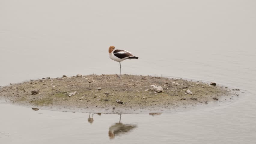 The American avocet (Recurvirostra americana) is a large shorebird that lives in the waters of North America.