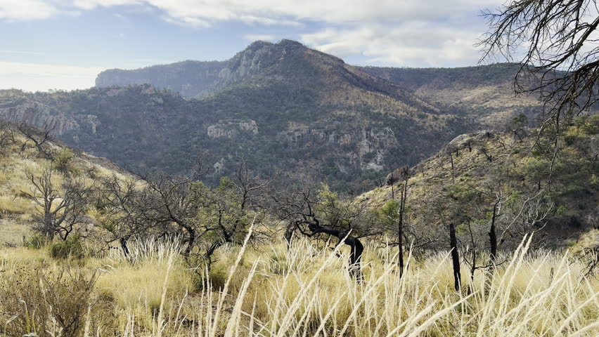 Grasses Blow In The Wind Near Fire Damaged Trees In Mountains along the Emory Peak Trail in Big Bend