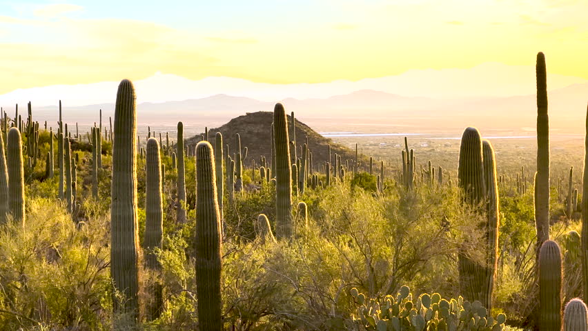 Golden Light Over Forest of Saguaro Cactus At Sunset in the Sonoran desert - Powered by Shutterstock - Get 15% off with code: PIKWIZARD15